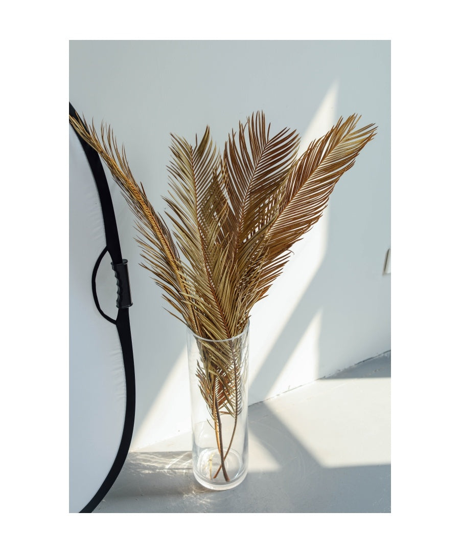 Fructose Dragon Blood Leaf Natural Dried Plant Dry Palm Fan Leaf Wedding Home Table Decoration